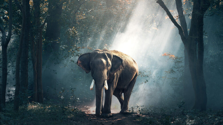 Un elefante